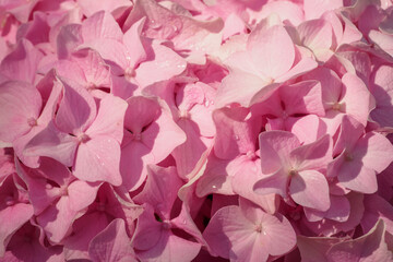 Fototapeta premium Close-up of pink hydrangea flowers.
