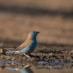Blue waxbill (Uraeginthus angloensis) , Zimanga Private Game Reserve, ZwaZulu Natal