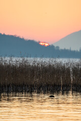 Sunset over the lake of biel