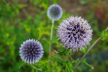 Close-up of thistle flower with blue flowers.