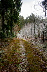 Obraz premium Winter forest landscape with trees and snowy road