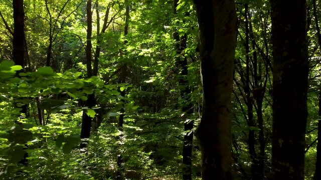 A drone view of a forest covered in greenery in the daylight in Ukraine shot in 4K