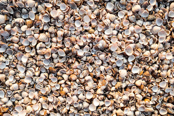 Thousands of empty clam shells, full shell background to use as wallpaper.