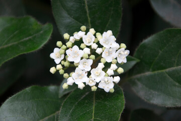 Lorbeerblättriger Schneeball (Viburnum tinus), blühend