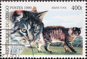 Republic Congo - circa 1999: A post stamp printed in Republic Congo showing Maine Coon cats (Felis silvestris catus)..