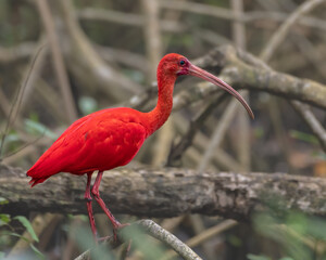 Scarlet Ibis, brightly colored bird showing the fine feather detail perched on a branch with good...