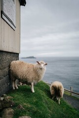 Sheep