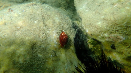 Mediterranean rocky shore hermit crabs or Mediterranean intertidal hermit crabs (Clibanarius erythropus) in shell of Mediterranean cone (Conus ventricosus) undersea, Aegean Sea, Greece, Halkidiki