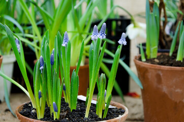 Vegetable floral background. First spring muscari flowers in an old clay pot, selective focus