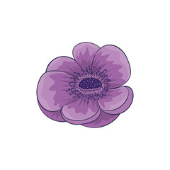 Anemone flower vector illustration, purple flower isolated, flower head