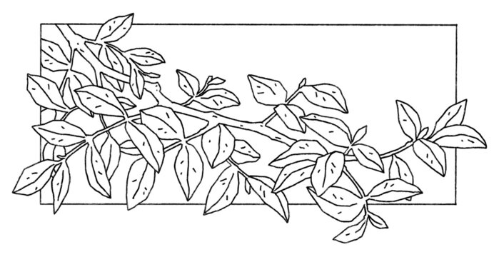 Branch with leaves. Hand drawn image isolated on a white background. Black and white illustration. Decorative art.
