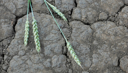 Close-up shot of dead wheat crop on dehydrated heat-cracked ground. The problem of climate change...