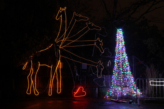 Colored Christmas and holiday lights depicting a large annimated giraffe and christmas tree at a zoo in Portland Oregon
