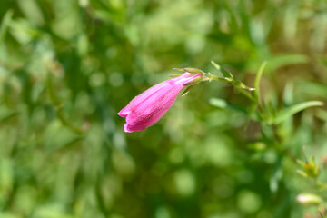 Red Rocks Beard Tongue