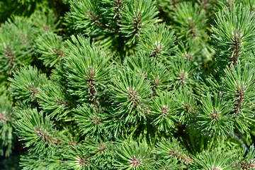 Dwarf mountain pine Ophir