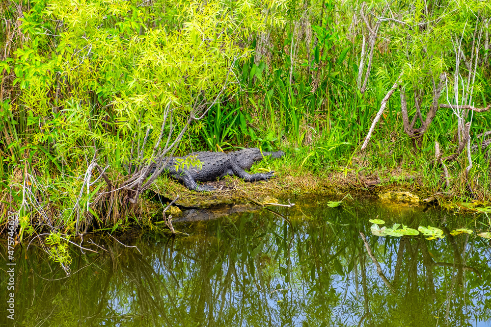 Sticker closeup shot of a crocodile among the grass