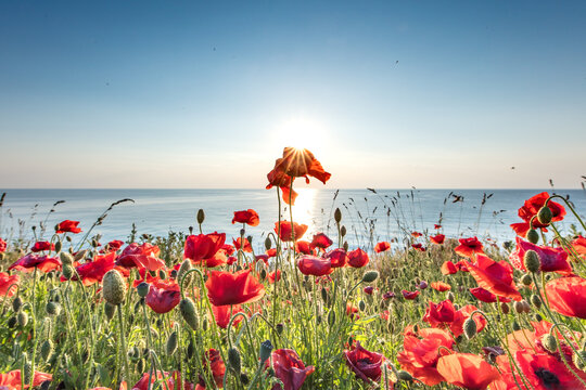 mohn am meer