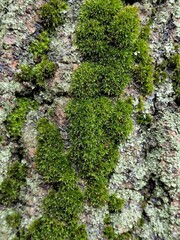 Close up moss on a tree with selective focus