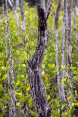 Obraz premium Mangrove swamp reforestation project, Avellana Beach, Costa Rica