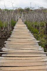 Mangrove swamp reforestation project, Avellana Beach, Costa Rica
