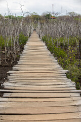 Obraz premium Mangrove swamp reforestation project, Avellana Beach, Costa Rica