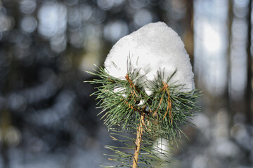 Zima w lesie, ośnieżona gałązka sosny zwyczajnej, pierwszy śnieg. Winter in the forest, snow-covered pine twig, first snow in december. - obrazy, fototapety, plakaty