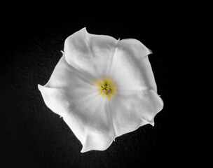 Fototapeta na wymiar Close-up of flower on black background. Selective focus.