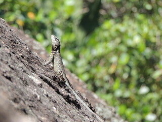lizard on a stone