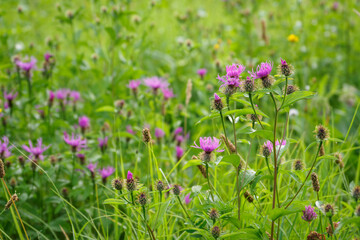 Pink cornflower flowers outdoors in the meadow.