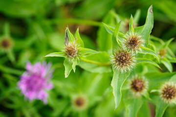 Pink cornflower flowers outdoors in the meadow.