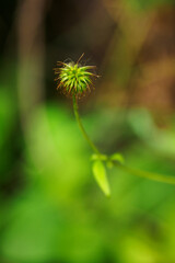 Crochet seeds of a meadow plant.