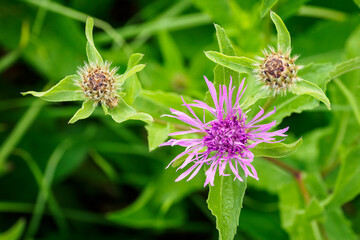 Pink cornflower flowers outdoors in the meadow.