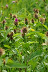 Pink cornflower flowers outdoors in the meadow.