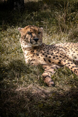 Gepard (Acinonyx jubatus) lies in the grass by the sun with watchful look.