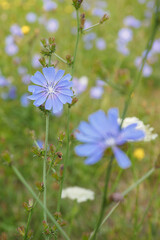 Blue chicory flower on a plant stem.