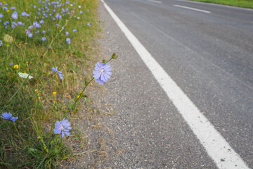 Blue chicory flower on a plant stem by the asphalt road.