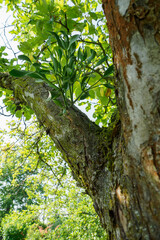 Obraz premium Green mistletoe growing on an apple tree.