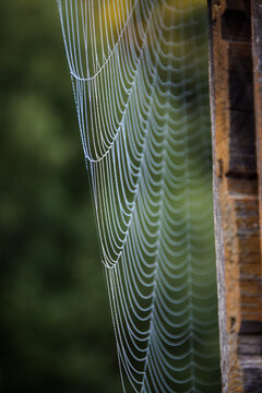 spider web with morning dew
