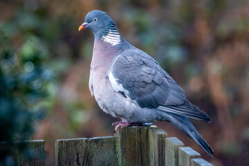 Perched Wood Pigeon - Side On