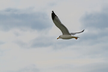 A Seagull at Flight