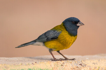 Birds
