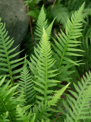 fern leaves