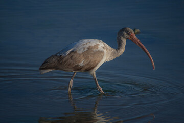 great blue heron