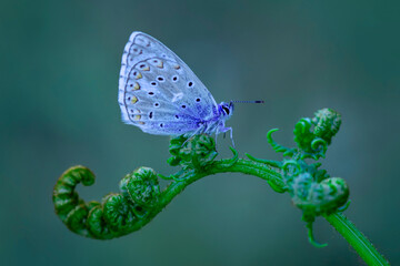 Macro shots, Beautiful nature scene. Closeup beautiful butterfly sitting on the flower in a summer garden.