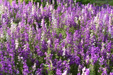 Obraz premium Beautiful colorful lobelia small flowers on flower bed in summer garden. Spring and summer background of blooming flowers. Blue tail Lobelia sapphire flowers. Edging Lobelia (Lobelia erinus) in garden