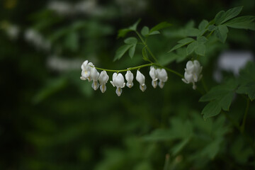 White flowers of Lamprocapnos spectabilis, is a species of flowering plant in the poppy family Papaveraceae. White bleeding heart flowers.