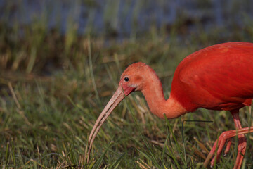 Closeup shot of a Red ibis on the gras