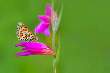 Macro shots, Beautiful nature scene. Closeup beautiful butterfly sitting on the flower in a summer garden.