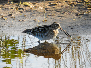 Wilson's snipe catches a shrimp in a Florida marsh