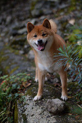 portrait happy dog in nature